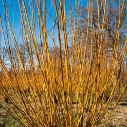 Scarlet Willow Tree | Salix Alba 'Chermesina' -Green Plant Shop ORN0258 3