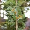Copper Kettle' Rowan Tree | Sorbus -Green Plant Shop ORN0267 1 ba10b4a0 05df 47ee 98c5 a3432fea6624