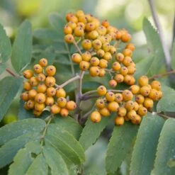 Copper Kettle' Rowan Tree | Sorbus -Green Plant Shop ORN0267 2 e5bc6d83 c718 4ce9 8e32 0543b4cbdb23