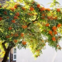 Copper Kettle' Rowan Tree | Sorbus -Green Plant Shop ORN0267 5 889ea2e8 fe4c 4c61 935d 4318cd394cbc