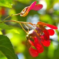 Tatarian Maple | Acer Tataricum 'Hotwings' -Green Plant Shop ORN0278 4 2885856e bb9a 4ef8 962b 93b0ddd73361