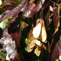 Tatarian Maple | Acer Tataricum 'Hotwings' -Green Plant Shop ORN0278 5 2f77771d bb4c 4416 bbc0 dc387bce8adc