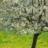 UK Native Wildlife-Friendly Cherry Blossom Tree | Prunus Avium -Green Plant Shop ORN0312 1