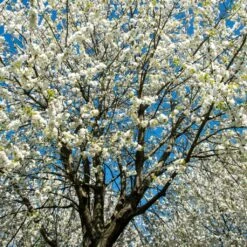 UK Native Wildlife-Friendly Cherry Blossom Tree | Prunus Avium -Green Plant Shop ORN0312 2
