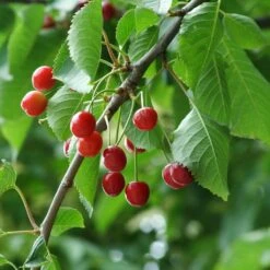UK Native Wildlife-Friendly Cherry Blossom Tree | Prunus Avium -Green Plant Shop ORN0312 5