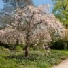 Pink Weeping Winter Flowering Cherry Tree | Prunus Subhirtella 'Pendula Rosea' 2 Pink Weeping Winter Flowering Cherry Tree | Prunus Subhirtella 'Pendula Rosea' -Green Plant Shop ORN0352 2 c8424f29 87cd 4e0f 8d1b 6451d351a1a2