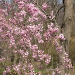 Pink Weeping Winter Flowering Cherry Tree | Prunus Subhirtella 'Pendula Rosea' 9 Pink Weeping Winter Flowering Cherry Tree | Prunus Subhirtella 'Pendula Rosea' -Green Plant Shop ORN0352 3