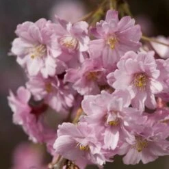 Pink Weeping Winter Flowering Cherry Tree | Prunus Subhirtella 'Pendula Rosea' 10 Pink Weeping Winter Flowering Cherry Tree | Prunus Subhirtella 'Pendula Rosea' -Green Plant Shop ORN0352 4