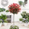 Photinia 'Red Robin' Mini-Standard Tree -Green Plant Shop ORN0360 1 b463481a 9705 47db a1f9 89f19d90ae41
