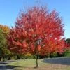 Canadian Red Maple Tree | Acer Rubrum 'Red Pointe' -Green Plant Shop ORN0385 1 5ebe7fd8 354f 4039 bf14 8c8d7613b2f5