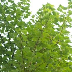 Canadian Red Maple Tree | Acer Rubrum 'Red Pointe' -Green Plant Shop ORN0385 4 7afe9936 2048 4b99 a359 2f747dcfb264