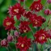 Aquilegia 'Bordeaux Barlow' -Green Plant Shop PB0026 1