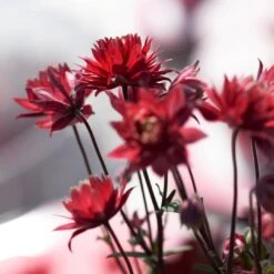 Aquilegia 'Bordeaux Barlow' 7 Aquilegia 'Bordeaux Barlow' -Green Plant Shop PB0026 3