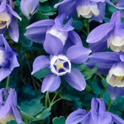 Aquilegia Spring Magic Collection -Green Plant Shop PB0030 3 b5764acf 305d 4d03 8407 15834ce38d23