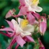 Aquilegia 'Spring Magic Rose & White' -Green Plant Shop PB0032 1