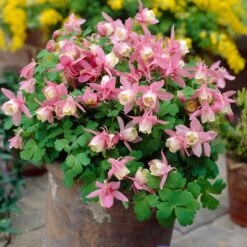 Aquilegia Spring Magic Collection -Green Plant Shop PB0032 2 0f6ceaad c0e4 4b74 9f36 ad355159297c