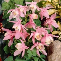 Aquilegia 'Spring Magic Rose & White' -Green Plant Shop PB0032 3