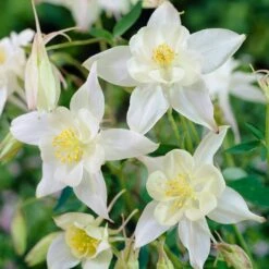 Aquilegia Spring Magic Collection -Green Plant Shop PB0034 1 e73c1e9b 8fd4 4fd7 baca 7854772b1df3
