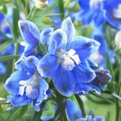 Delphinium Camelot Collection -Green Plant Shop PB0097 1 0cc41c15 4501 4368 a1a0 433f78f91dbb
