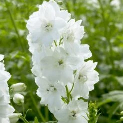 Delphinium Camelot Collection -Green Plant Shop PB0100 1 3499ced2 fb33 4bf3 a90d 3d319d2acdd2