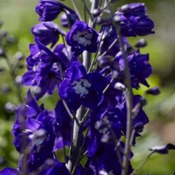Delphinium Camelot Collection -Green Plant Shop PB0105 1 8c5b11e4 4bcd 4392 aef5 647e50e7f705
