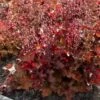 Heuchera 'Indian Summer Cranberry' -Green Plant Shop PB0189 2