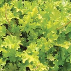 Heuchera 'Lime Marmalade' -Green Plant Shop PB0190 3
