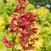 Heuchera 'Paris' -Green Plant Shop PB0192 1