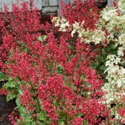 Heuchera 'Paris' -Green Plant Shop PB0192 4