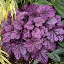 Heuchera 'Wild Rose' -Green Plant Shop PB0194 3
