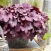 Heuchera 'Wild Rose' -Green Plant Shop PB0194 4