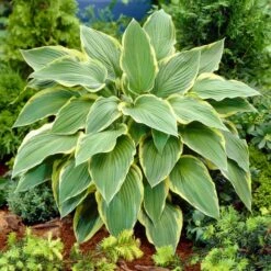 Hosta 'Yellow River'