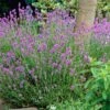 Lavender 'Hidcote Improved' -Green Plant Shop PB0206 1