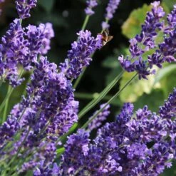 Lavender 'Hidcote Improved' 9 Lavender 'Hidcote Improved' -Green Plant Shop PB0206 2