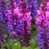 Salvia 'Blue Marvel' -Green Plant Shop PB0276 1