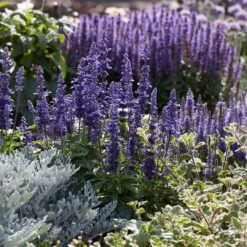 Salvia 'Fashionista Midnight Model' -Green Plant Shop PB0279 3