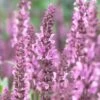 Salvia 'Fashionista Pretty In Pink'