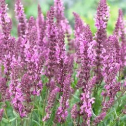 Salvia 'Fashionista Pretty In Pink' -Green Plant Shop PB0280 3