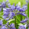 Agapanthus 'Ever Sapphire' -Green Plant Shop PB0322 1 92fc3153 cb95 4d29 ba7f e8fc14415999