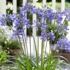 Stately Agapanthus Collection -Green Plant Shop PB0322 1 d489e9ce f2ce 4ad0 8fd2 48e0025b2d0d