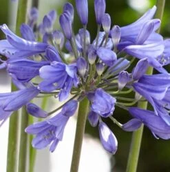 Agapanthus 'Ever Sapphire' 9 Agapanthus 'Ever Sapphire' -Green Plant Shop PB0322 2