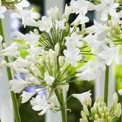 Agapanthus 'Ever White' -Green Plant Shop PB0323 1