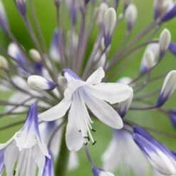 Agapanthus 'Fireworks' -Green Plant Shop PB0324 2