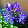 Agapanthus 'Lapis Lazuli' -Green Plant Shop PB0325 1