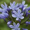 Agapanthus 'Sweet Surprise' -Green Plant Shop PB0327 1