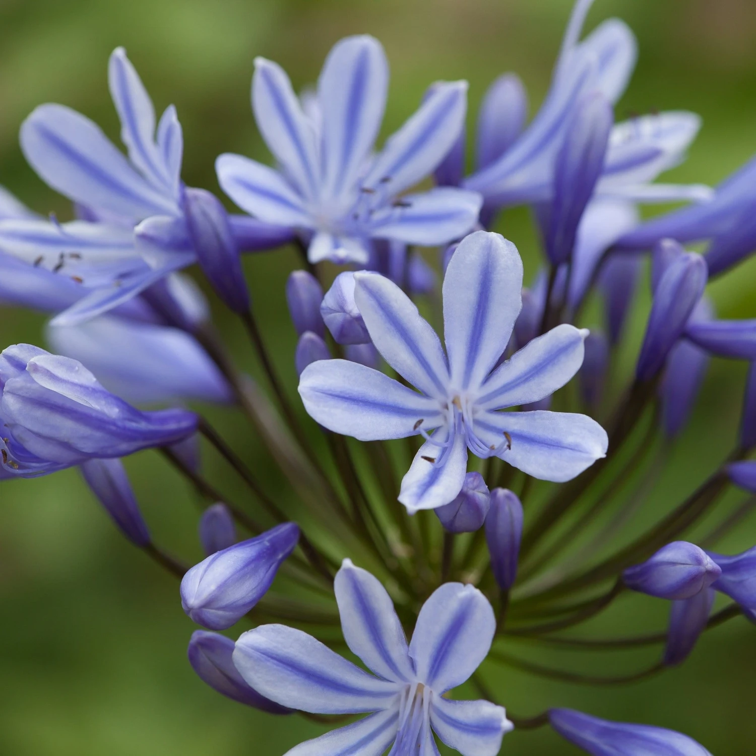 Agapanthus 'Sweet Surprise' 3 Agapanthus 'Sweet Surprise'