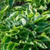 Hosta 'Sugar & Spice' -Green Plant Shop PB0357 1