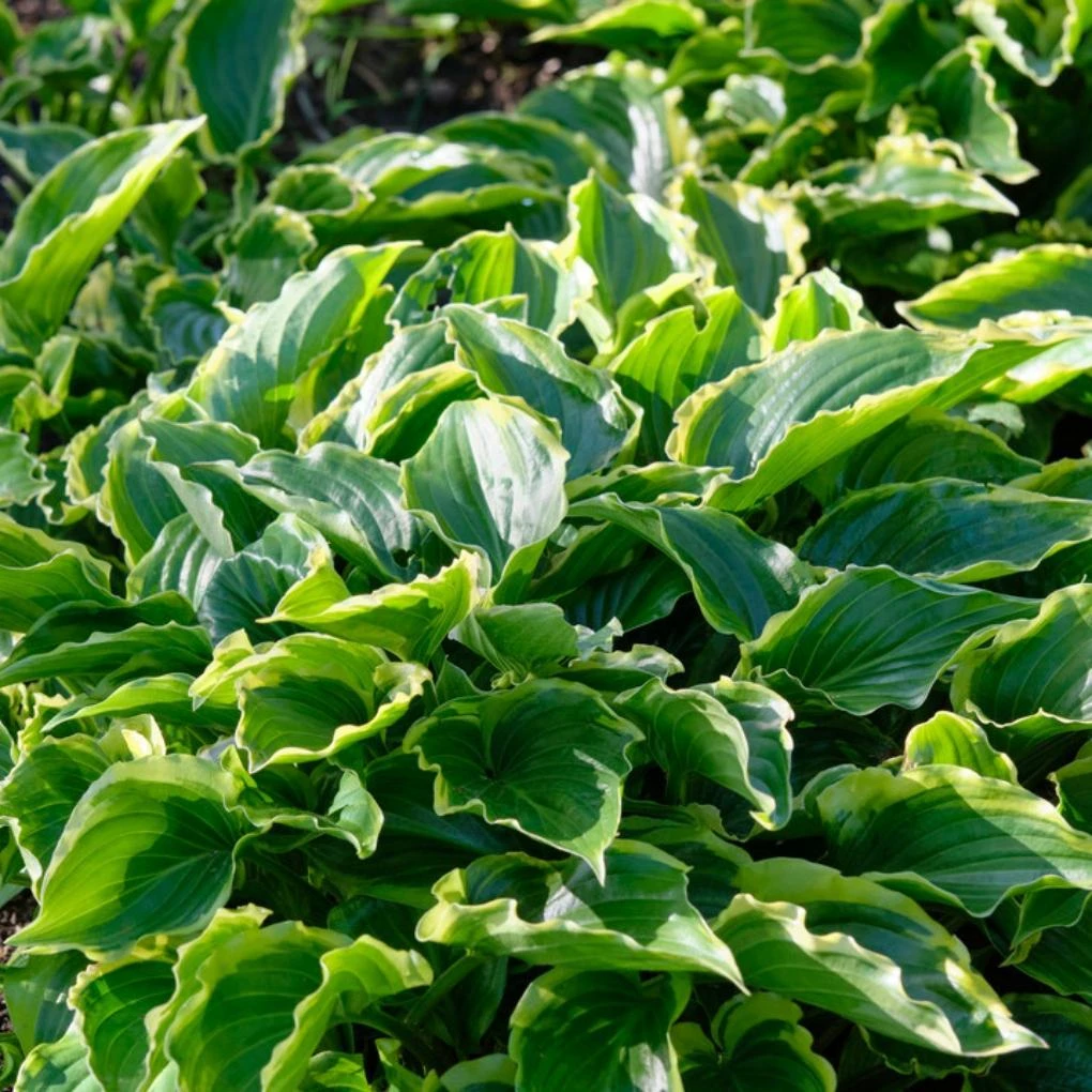 Hosta 'Sugar & Spice' 3 Hosta 'Sugar & Spice'