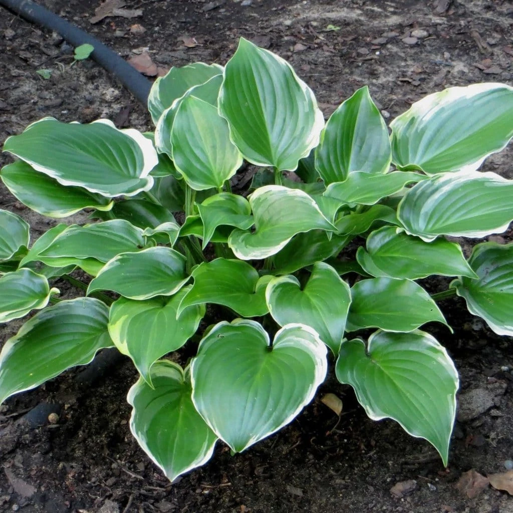 Hosta 'Sugar & Spice' 4 Hosta 'Sugar & Spice' - Image 2