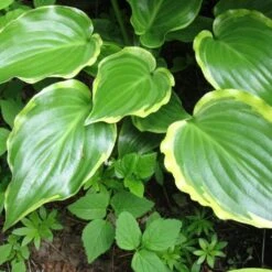 Hosta 'Sugar & Spice' 8 Hosta 'Sugar & Spice' -Green Plant Shop PB0357 3